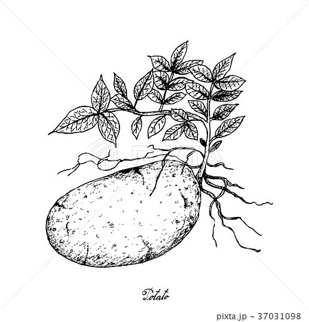 Hand Drawn of Fresh Potatoes on A White Background Hand Drawn of Fresh Potatoes on A White Background 37031098