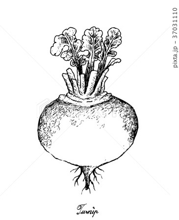 Hand Drawn of Purple Turnip on White Background Hand Drawn of Purple Turnip on White Background 37031110
