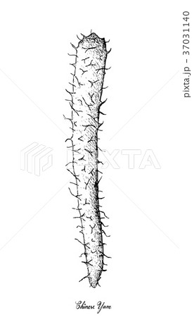 Hand Drawn of Chinese Yam on White Background Hand Drawn of Chinese Yam on White Background 37031140
