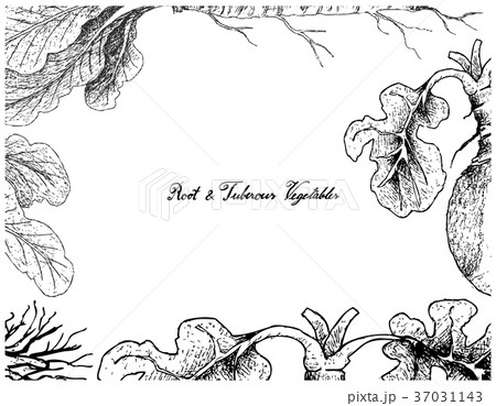 Hand Drawn Frame of Horseradish and Swede Hand Drawn Frame of Horseradish and Swede 37031143