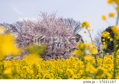 菜の花と桜の競演 37031167