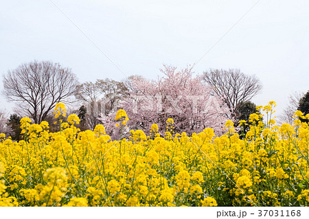 菜の花と桜の競演 37031168