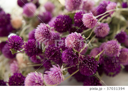 千日紅 センニチコウ Gomphrena globosa 千日紅 センニチコウ Gomphrena globosa 37031394