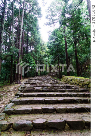 安土城跡の石段その2(縦) 安土城跡の石段その2(縦) 37031642