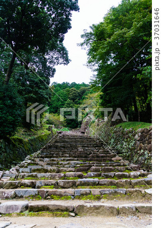 安土城跡の石段その４（縦） 37031646