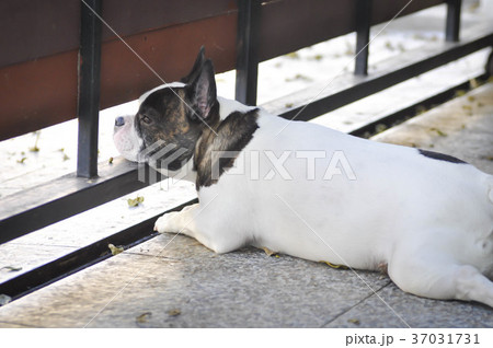 waiting dog on the floor 37031731