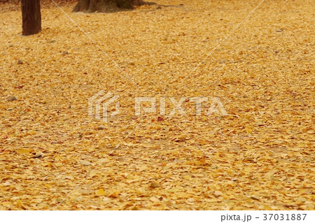 Ginkgo leaves in spring korea Ginkgo leaves in spring korea 37031887