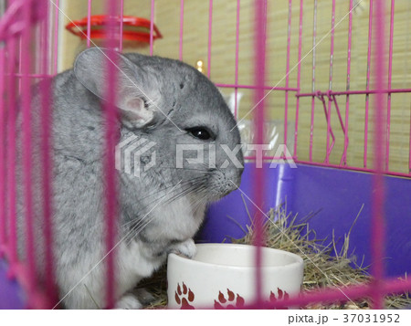 Cute chinchilla rodentshiny eyes sitting cage 37031952