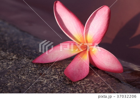 frangipani flower by the pool 37032206