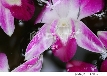 Orchids flower in water jar Orchids flower in water jar 37032338