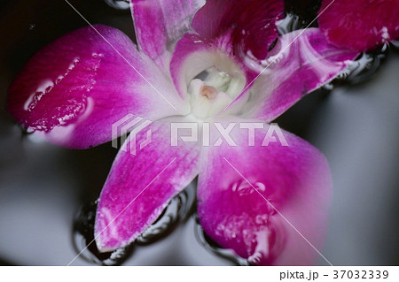 Orchids flower in water jar 37032339