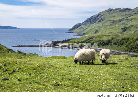 Sheep and goat at the bay called Camas nan Geall 37032362