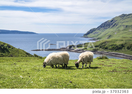 Sheep and goat at the bay called Camas nan Geall 37032363