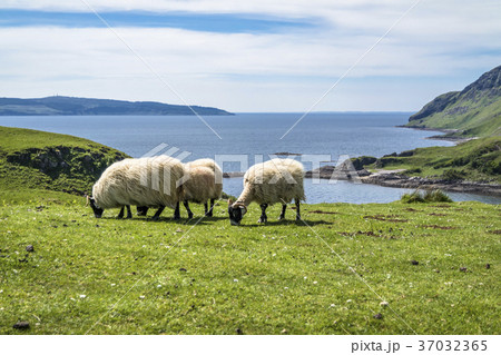 Sheep and goat at the bay called Camas nan Geall Sheep and goat at the bay called Camas nan Geall 37032365