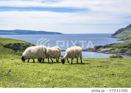 Sheep and goat at the bay called Camas nan Geall 37032366