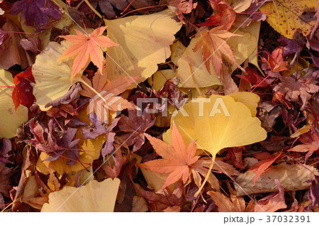 モミジとイチョウの葉 37032391