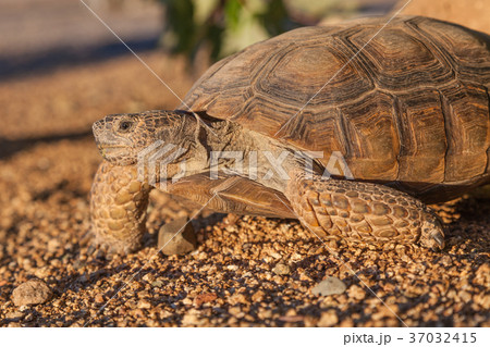Desert Tortoise Desert Tortoise 37032415