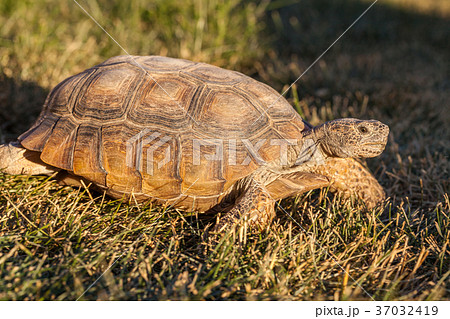 Desert Tortoise 37032419
