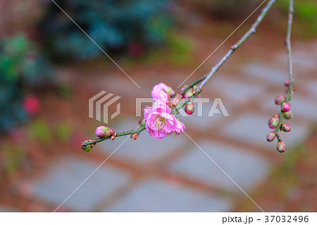 うめ 春告草 ソシンロウバイ 37032496