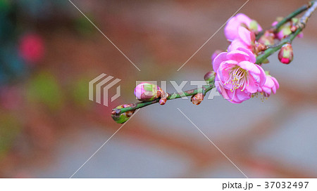 うめ 春告草 ソシンロウバイ 37032497