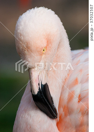 Detail of cuban flamingo 37032507