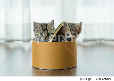 Cute kitten in box Cute kitten in box 37032609