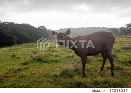 Wild sambar deer or Cervus unicolor 37033057