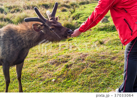 Feeding of wild sambar deer or Cervus unicolor 37033064