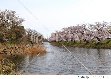 小貝川 福岡堰の桜 小貝川 福岡堰の桜 37033105