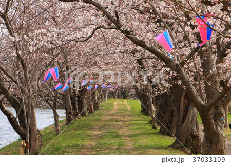 小貝川 福岡堰の桜 小貝川 福岡堰の桜 37033109