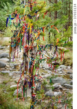 Colored ribbons to the Holy tree.  Arshan. Russia 37033134