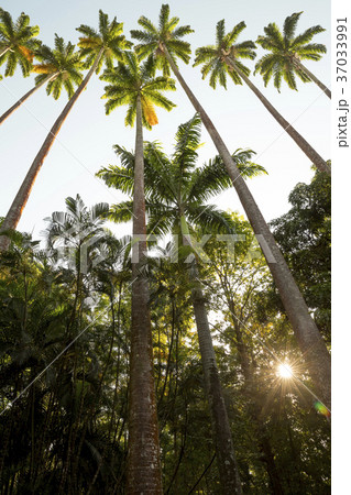 Botanical Garden in Rio de Janeiro, Brazil 37033991