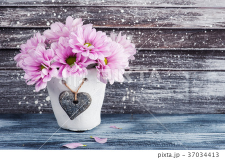 Pink chrysanthemum in concrete pot 37034413