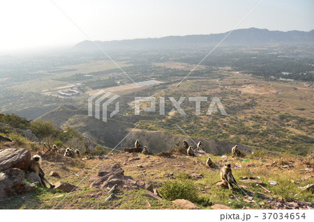 インドのプシュカル　ハマヌーン・ラングールの群れとプシュカルの山と街並み 37034654