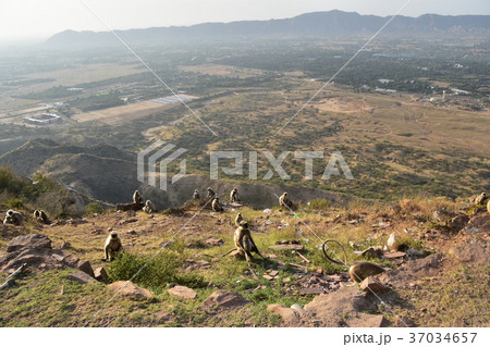 インドのプシュカル　ハマヌーン・ラングールの群れとプシュカルの山と街並み 37034657
