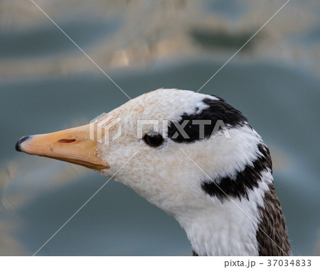 インドガンの頭部 37034833