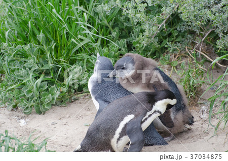 ケープペンギンの幼鳥 ケープペンギンの幼鳥 37034875