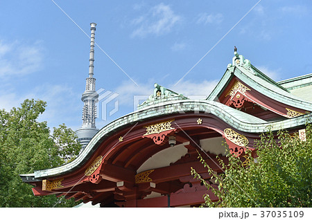東京都江東区亀戸　亀戸天神社と東京スカイツリー 37035109