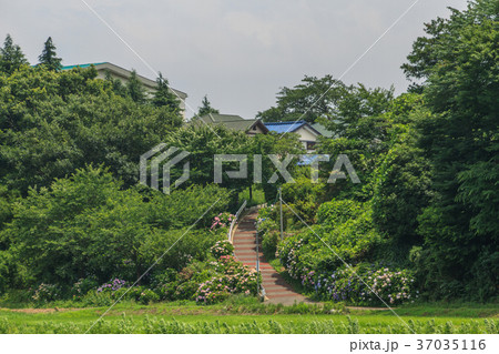 夏の四街道の風景 夏の四街道の風景 37035116