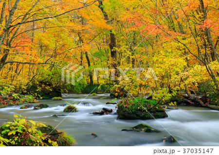 青森_紅葉の奥入瀬渓流 37035147