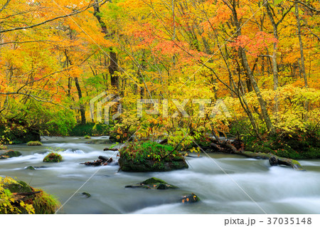 青森_紅葉の奥入瀬渓流 37035148