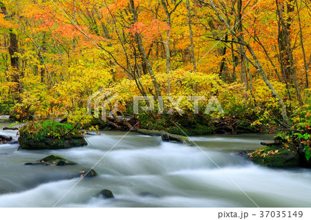 青森_紅葉の奥入瀬渓流 37035149