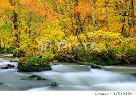 青森_紅葉の奥入瀬渓流 青森_紅葉の奥入瀬渓流 37035150