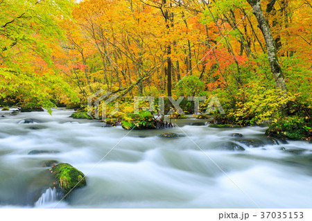 青森_紅葉の奥入瀬渓流 37035153