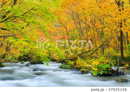 青森_紅葉の奥入瀬渓流 青森_紅葉の奥入瀬渓流 37035156