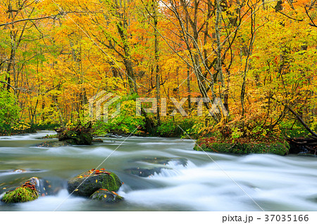 青森_紅葉の奥入瀬渓流 37035166