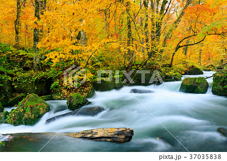 紅葉の奥入瀬渓流_阿修羅の流れ 37035838