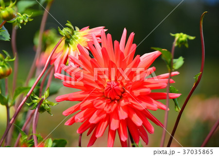 赤いダリアの花　クラリオン 37035865