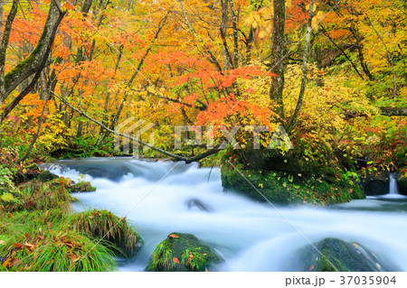 青森 紅葉の奥入瀬渓流の写真素材
