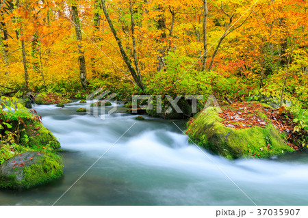 青森_紅葉の奥入瀬渓流 37035907